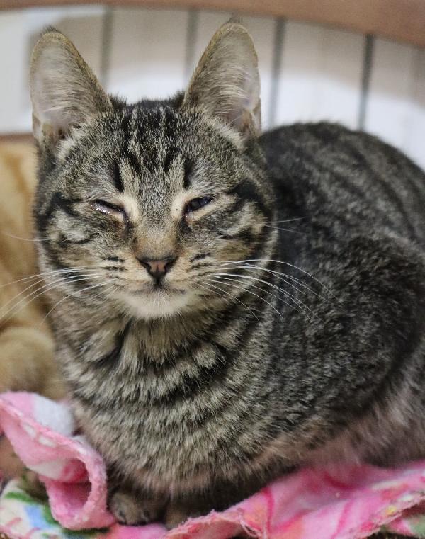 Niki (inizio 2024) splendido esserino Foto 4